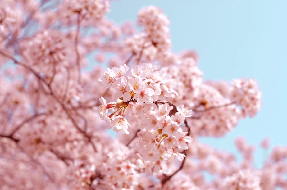桜の写真-イメージ写真-